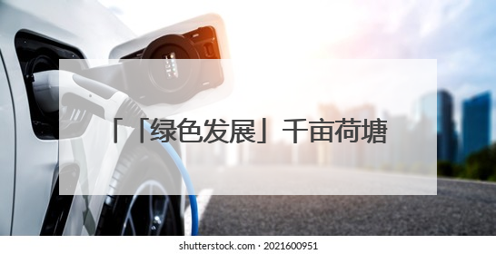 「绿色发展」千亩荷塘 十年新生｜四任航空村官的“生态接力”