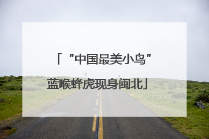 “中国最美小鸟”蓝喉蜂虎现身闽北