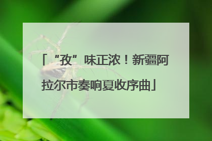 “孜”味正浓！新疆阿拉尔市奏响夏收序曲