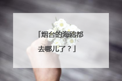 烟台的海鸥都去哪儿了？