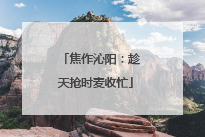 焦作沁阳：趁天抢时麦收忙