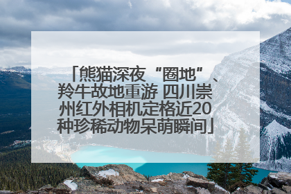 熊猫深夜“圈地”、羚牛故地重游 四川崇州红外相机定格近20种珍稀动物呆萌瞬间