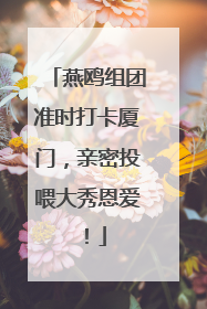 燕鸥组团准时打卡厦门，亲密投喂大秀恩爱！