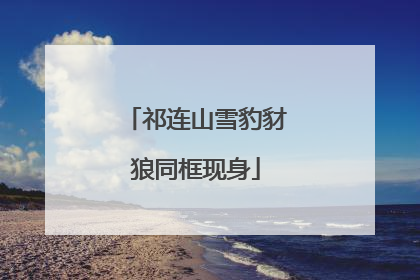 祁连山雪豹豺狼同框现身