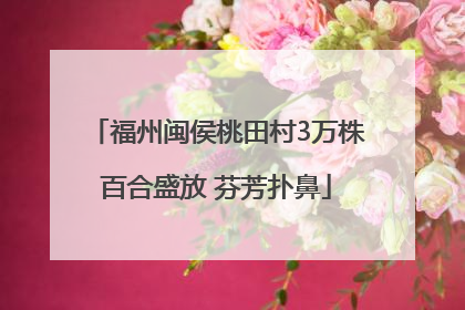 福州闽侯桃田村3万株百合盛放 芬芳扑鼻