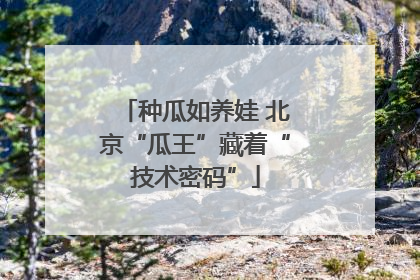 种瓜如养娃 北京“瓜王”藏着“技术密码”