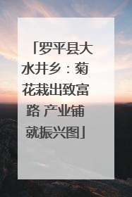 罗平县大水井乡：菊花栽出致富路 产业铺就振兴图