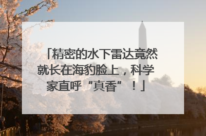 精密的水下雷达竟然就长在海豹脸上，科学家直呼“真香”！