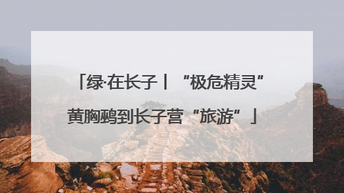 绿·在长子丨“极危精灵”黄胸鹀到长子营“旅游”