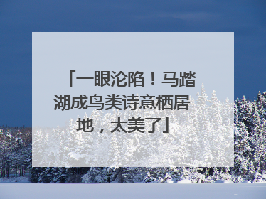 一眼沦陷！马踏湖成鸟类诗意栖居地，太美了