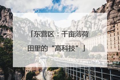 东营区：千亩薄荷田里的“高科技”
