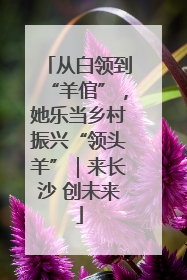 从白领到“羊倌”，她乐当乡村振兴“领头羊”｜来长沙 创未来
