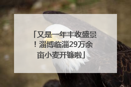 又是一年丰收盛景！淄博临淄29万余亩小麦开镰啦