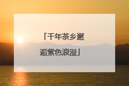 千年茶乡邂逅紫色浪漫