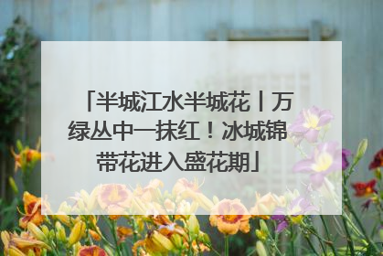 半城江水半城花丨万绿丛中一抹红！冰城锦带花进入盛花期