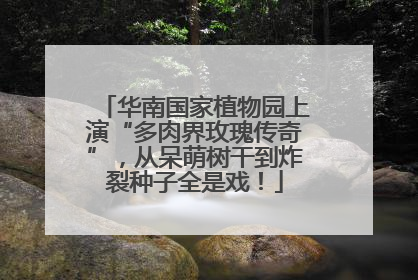 华南国家植物园上演“多肉界玫瑰传奇”，从呆萌树干到炸裂种子全是戏！