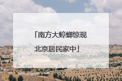 南方大蟑螂惊现北京居民家中
