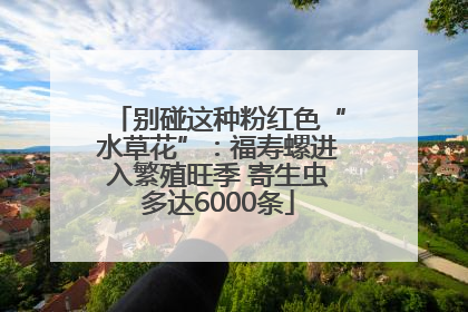 别碰这种粉红色“水草花”：福寿螺进入繁殖旺季 寄生虫多达6000条