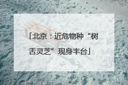 北京：近危物种“树舌灵芝”现身丰台