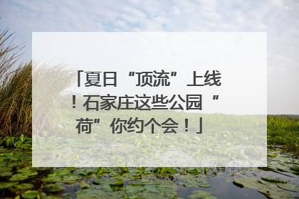 夏日“顶流”上线！石家庄这些公园“荷”你约个会！