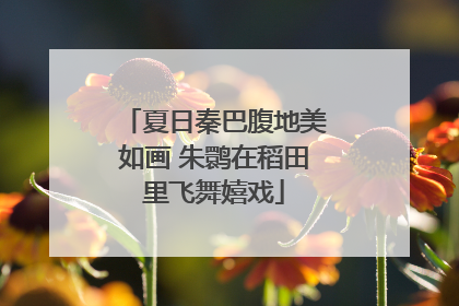 夏日秦巴腹地美如画 朱鹮在稻田里飞舞嬉戏