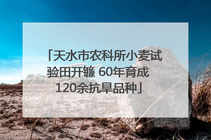 天水市农科所小麦试验田开镰 60年育成120余抗旱品种