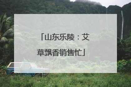 山东乐陵：艾草飘香销售忙