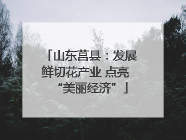 山东莒县：发展鲜切花产业 点亮“美丽经济”