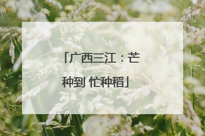 广西三江：芒种到 忙种稻