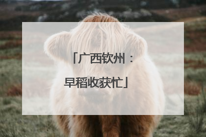 广西钦州：早稻收获忙