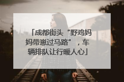 成都街头“野鸡妈妈带崽过马路”，车辆排队让行暖人心