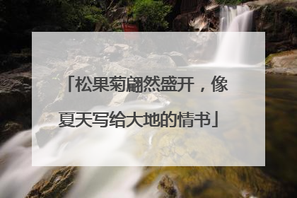 松果菊翩然盛开，像夏天写给大地的情书