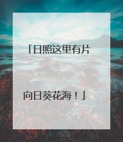 日照这里有片向日葵花海！