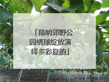 昆明郊野公园绣球绽放演绎多彩夏韵
