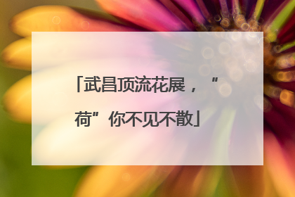 武昌顶流花展，“荷”你不见不散