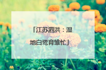 江苏泗洪：湿地白鹭育雏忙
