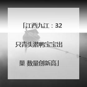 江西九江：32只青头潜鸭宝宝出巢 数量创新高