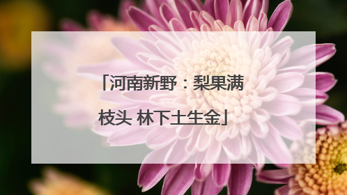 河南新野：梨果满枝头 林下土生金