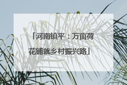 河南镇平：万亩荷花铺就乡村振兴路