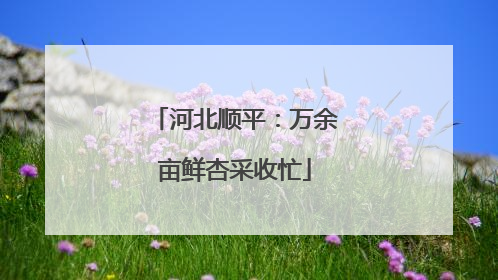 河北顺平：万余亩鲜杏采收忙