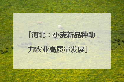 河北：小麦新品种助力农业高质量发展