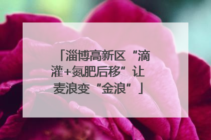 淄博高新区“滴灌+氮肥后移”让麦浪变“金浪”