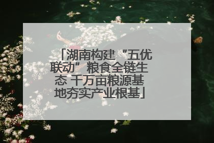 湖南构建“五优联动”粮食全链生态 千万亩粮源基地夯实产业根基
