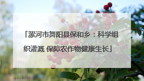 漯河市舞阳县保和乡：科学组织灌溉 保障农作物健康生长