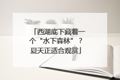 西湖底下藏着一个“水下森林”？夏天正适合观赏