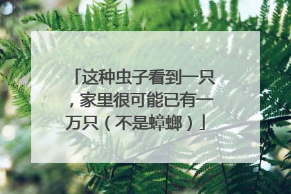 这种虫子看到一只，家里很可能已有一万只（不是蟑螂）