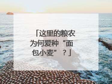 这里的粮农为何爱种“面包小麦”？