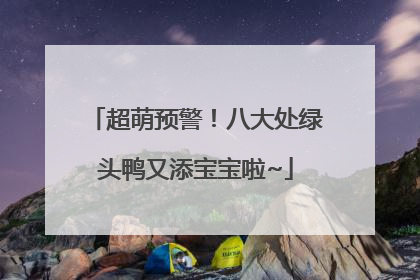 超萌预警！八大处绿头鸭又添宝宝啦~