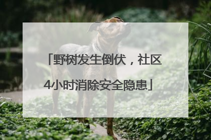 野树发生倒伏，社区4小时消除安全隐患