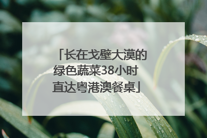 长在戈壁大漠的绿色蔬菜38小时直达粤港澳餐桌